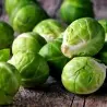 Siberian Early brussel sprouts seeds