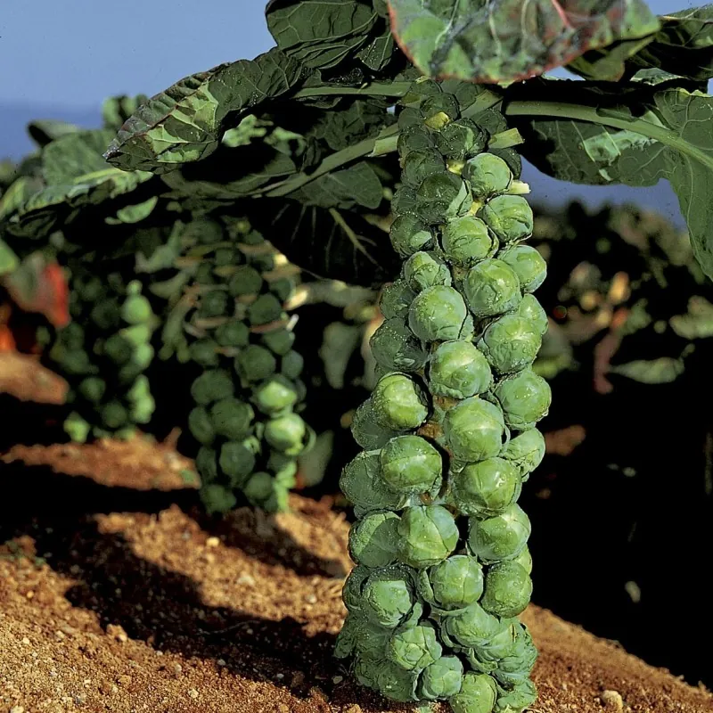 Siberian Early brussel sprouts seeds