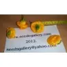 Chili Samen 'Jamaican Hot Yellow'