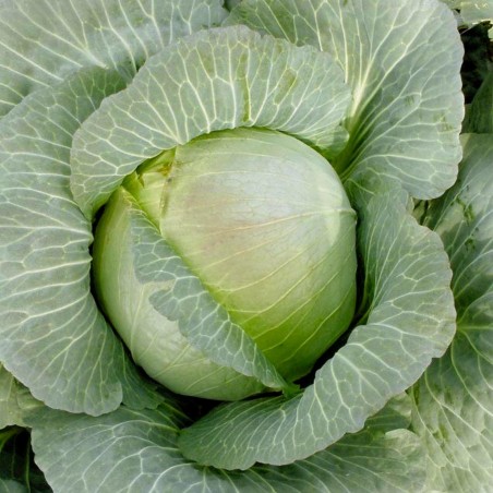 Russian Cabbage Seeds Kharkov winter | 1,85 €