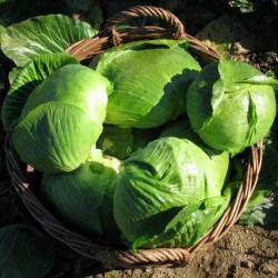 Price: €1.95 - فارازدين بذور الكرنب - 