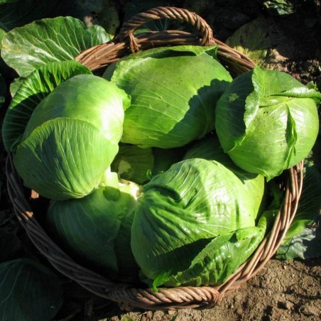 Price: €1.95 - Varazdin cabbage seeds - 