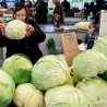 Price: €1.95 - Varazdin cabbage seeds - 