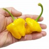 Price: €2.05 - Semi di Peperoncino 'Jamaican Yellow' - Seeds Gallery