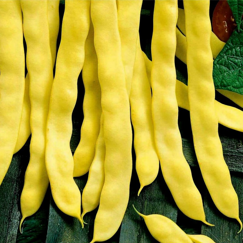 Goldoral Yellow Beans Seeds  - 2