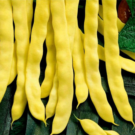 Price: €1.25 - بذور الفاصوليا الصفراء Goldoral - 