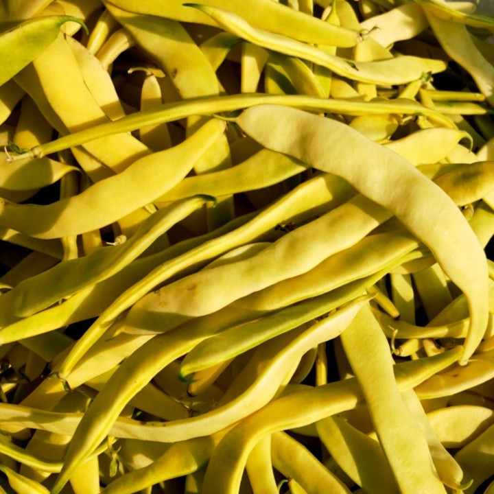 Nasiona fasoli szparagowej Goldoral Yellow Beans 1.575