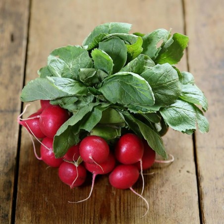 Radish Seeds Alex F1 (Tested in Siberia) | 1,65 €