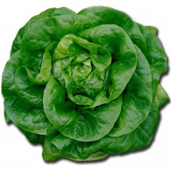 Price: €1.65 - Semillas de lechuga Butterhead Nansen Noordpool - 