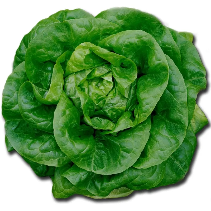 Butterhead lettuce seeds Nansen Noordpool