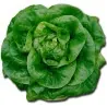 Butterhead lettuce seeds Nansen Noordpool
