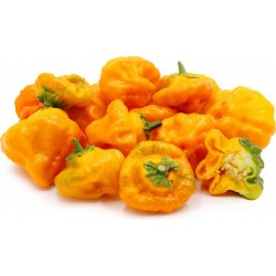 Price: €2.05 - Chili Seme Jamaican Hot Yellow - Seeds Gallery