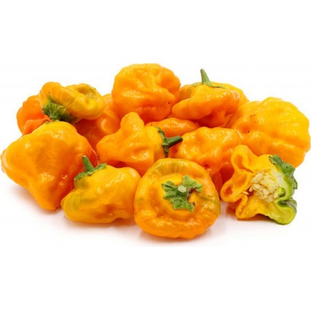 Price: €2.05 - Chili Seme Jamaican Hot Yellow - Seeds Gallery