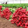 Price: €1.85 - Graines de radis Verica - 