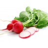 Price: €1.85 - Graines de radis Verica - 