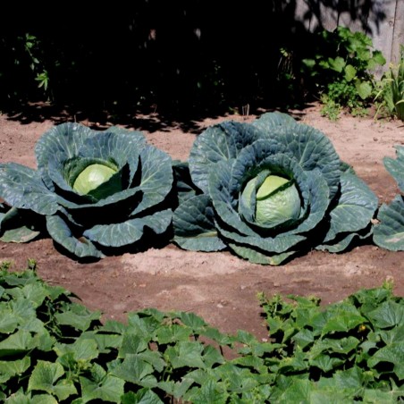 Cabbage Seeds Descendant F1 | 2,45 €