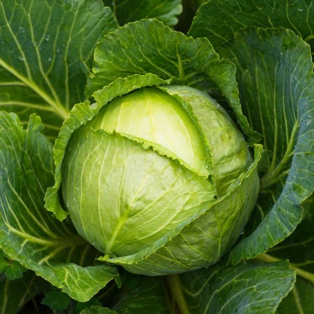 Cabbage Seeds Descendant F1 | 2,45 €