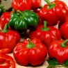 Price: €1.55 - Söt paprika Frön Rotund - 