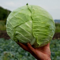 Price: €1.25 - بذور الكرنب الصربية ميليز - 