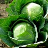 Price: €1.25 - Ditmar σπόροι λάχανο - 