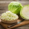 Price: €1.25 - Semillas de col Ditmar - 
