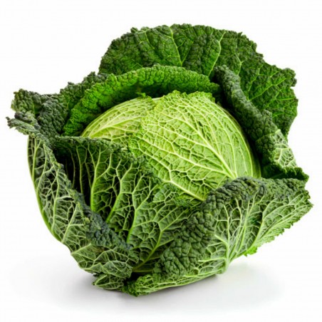 Price: €1.85 - Semi di cavolo verza Vertus -