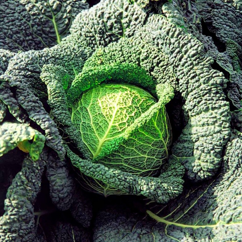 Price: €1.85 - Vertus Wirsingkohl - Wirsing Samen - 