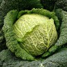 Price: €1.4 - Semi di cavolo verza Testa Di Ferro - 