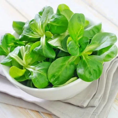 Graines De Salade Mâche
