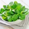 Graines De Salade Mâche
