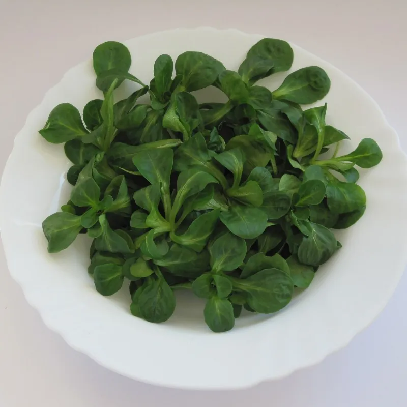 Graines De Salade Mâche