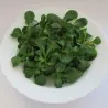 Graines De Salade Mâche