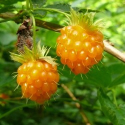 Semi di Salmonberry (Rubus spectabilis)  - 1