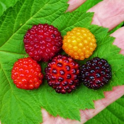 Semillas de Salmonberry (Rubus spectabilis)  - 4