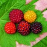 Price: €3.75 - Salmonberry Seeds (Rubus spectabilis) - 