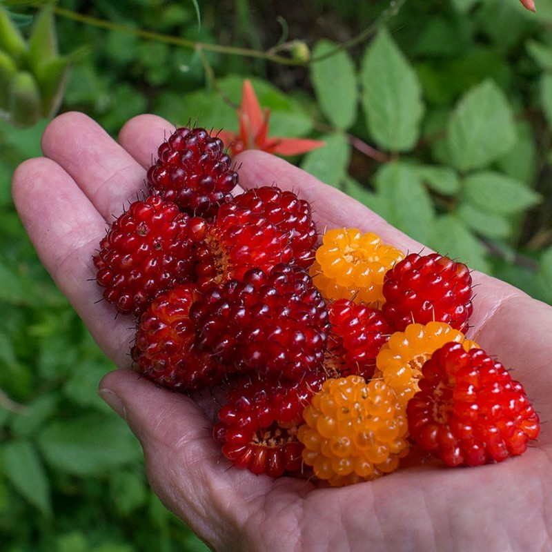 Price: €3.75 - Salmonberry Seeds (Rubus spectabilis) - 