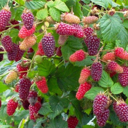 Price: €2.85 - Tayberry fruit seeds (Rubus fruticosus) - Seeds Gallery
