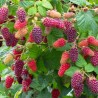 Price: €2.85 - Sementes de TAYBERRY Amora-Framboesa - Seeds Gallery