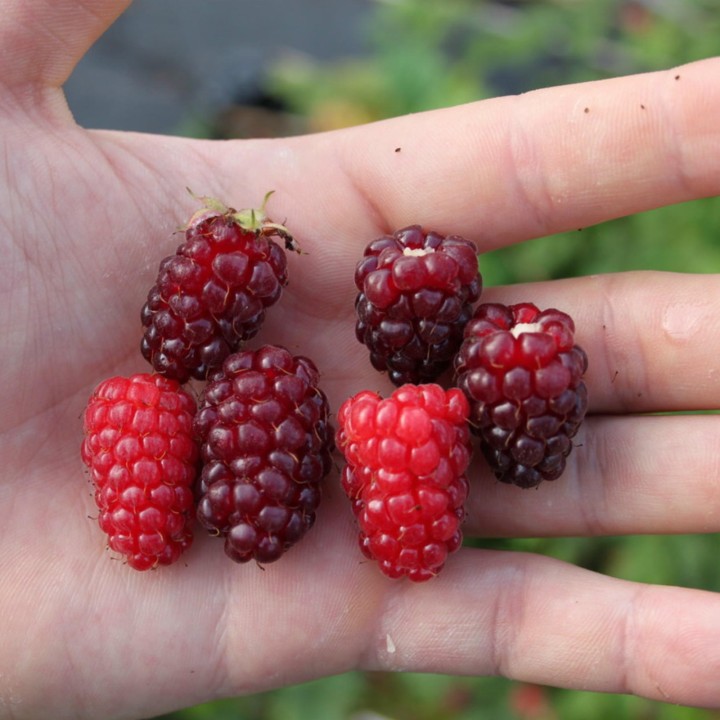 Tayberry fruit seeds (Rubus fruticosus) - 2.565