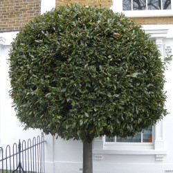 Lager eller lagerträd Frön (Laurus nobilis)  - 5