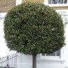 Price: €22 - Lovor 100 Semena (Laurus nobilis) - 