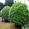 Price: €22 - Lovor 100 Semena (Laurus nobilis) - 