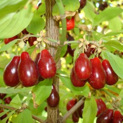 Cornelian Cherry, European Cornel Seeds (Cornus mas)  - 2