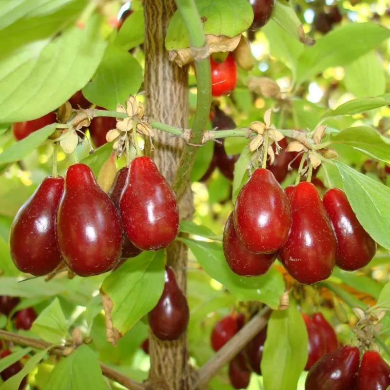 Semillas de CORNEJO MACHO (Cornus mas)