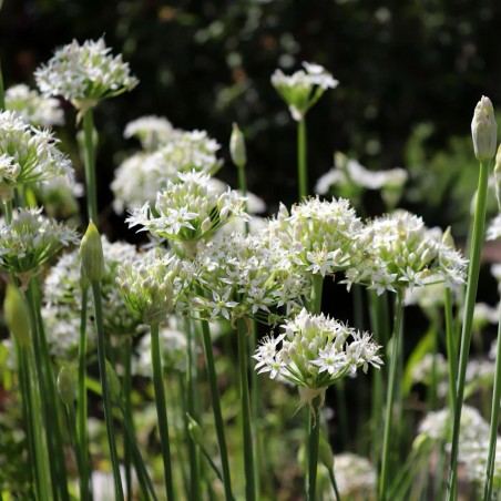 KINESISK GRÄSLÖK Frön (Allium tuberosum) | 1,95 €