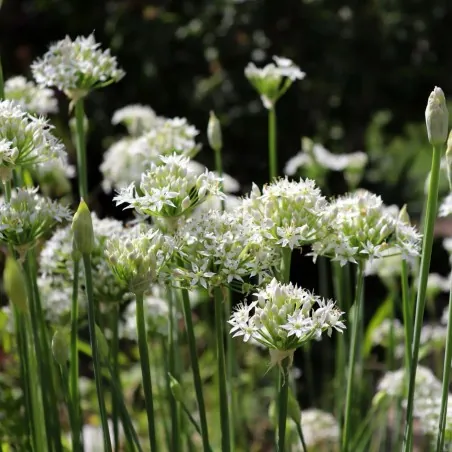 Σπόροι ΣΧΙΝΟΠΡΑΣΣΟ ΒΟΛΒΩΔΕΣ ΑΣΙΑΤΙΚΟ (Allium tuberosum)