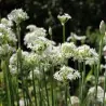 Σπόροι ΣΧΙΝΟΠΡΑΣΣΟ ΒΟΛΒΩΔΕΣ ΑΣΙΑΤΙΚΟ (Allium tuberosum)