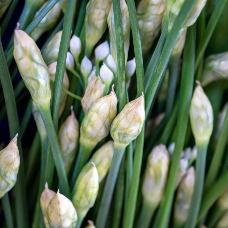 KINESISK GRÄSLÖK Frön (Allium tuberosum) | 1,95 €