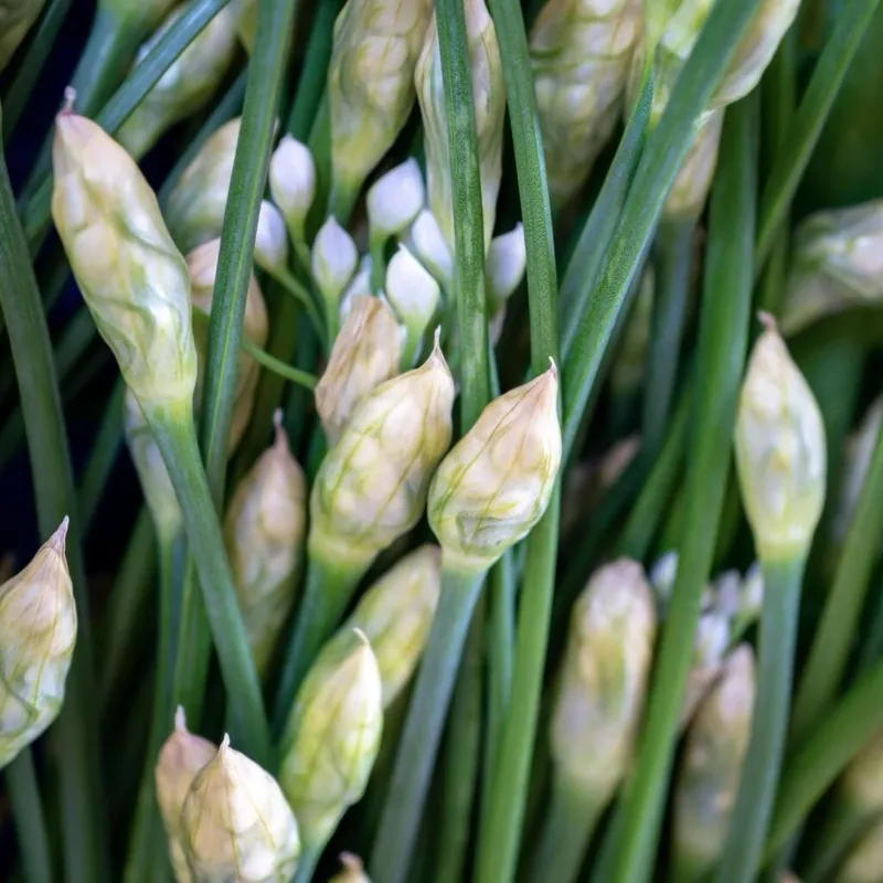 Σπόροι ΣΧΙΝΟΠΡΑΣΣΟ ΒΟΛΒΩΔΕΣ ΑΣΙΑΤΙΚΟ (Allium tuberosum)