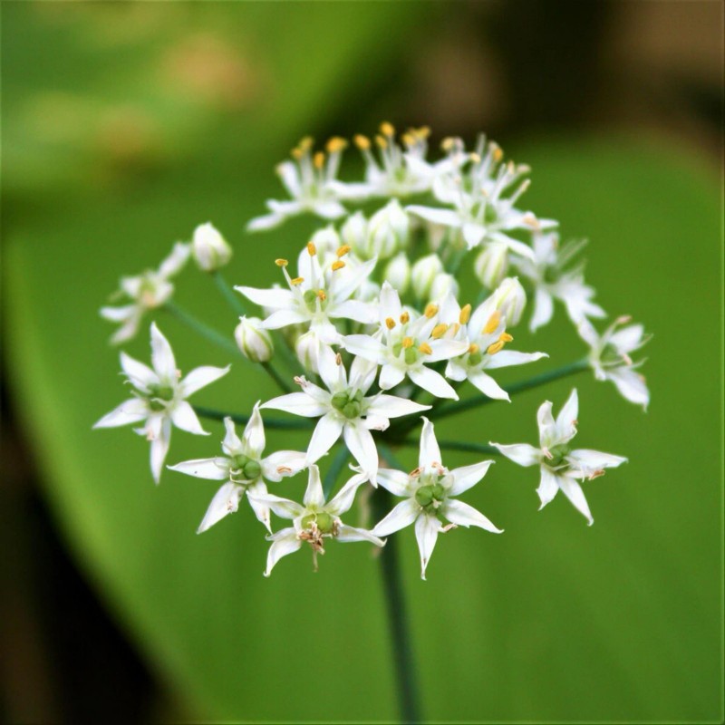 KINESISK GRÄSLÖK Frön (Allium tuberosum) | 1,95 €